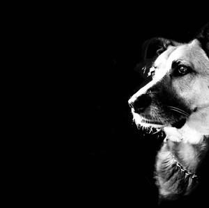 Meet your Posher, Isaac